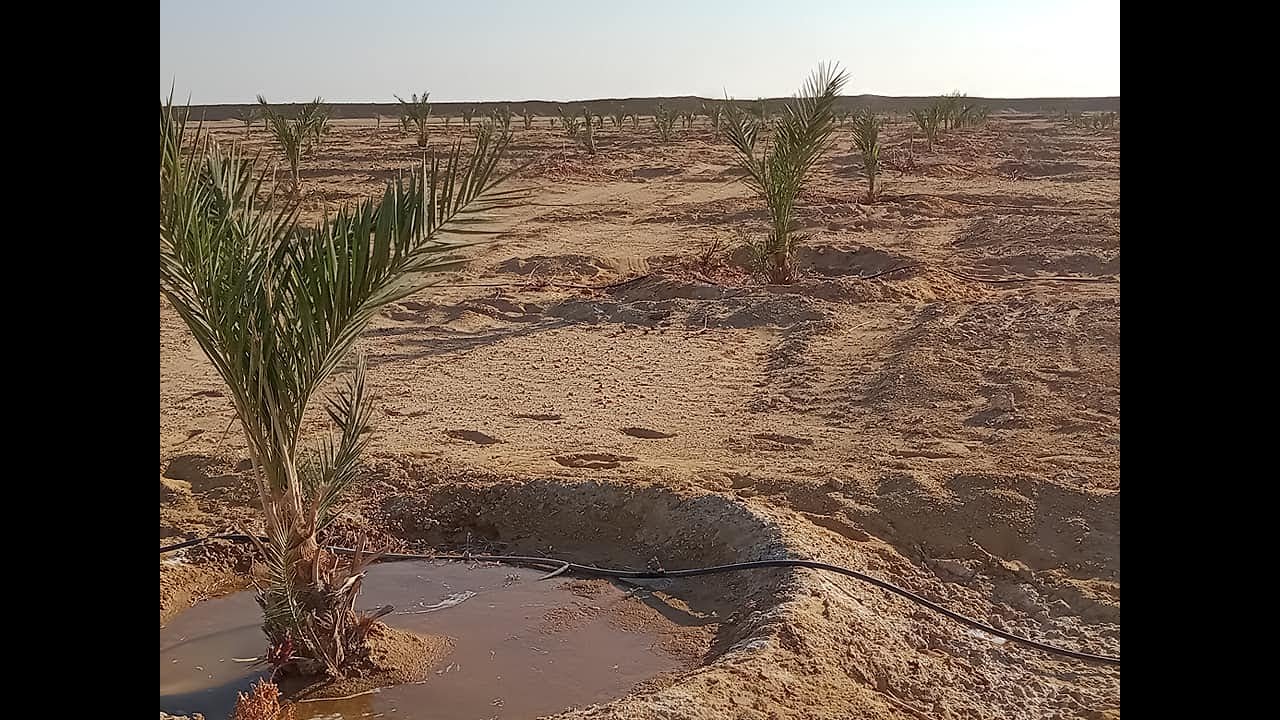العوامل المحددة لمسافات زراعة النخيل