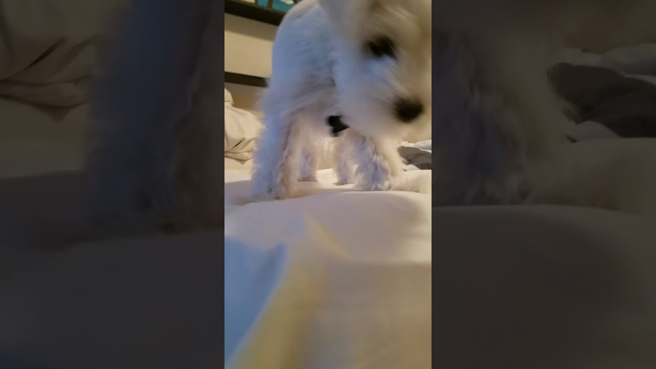 White Miniature Schnauzer Auggie yapping