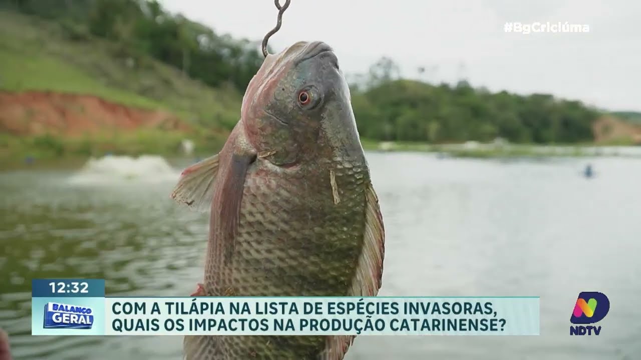 Tilápia entra na lista de invasoras e preocupa produtores de SC