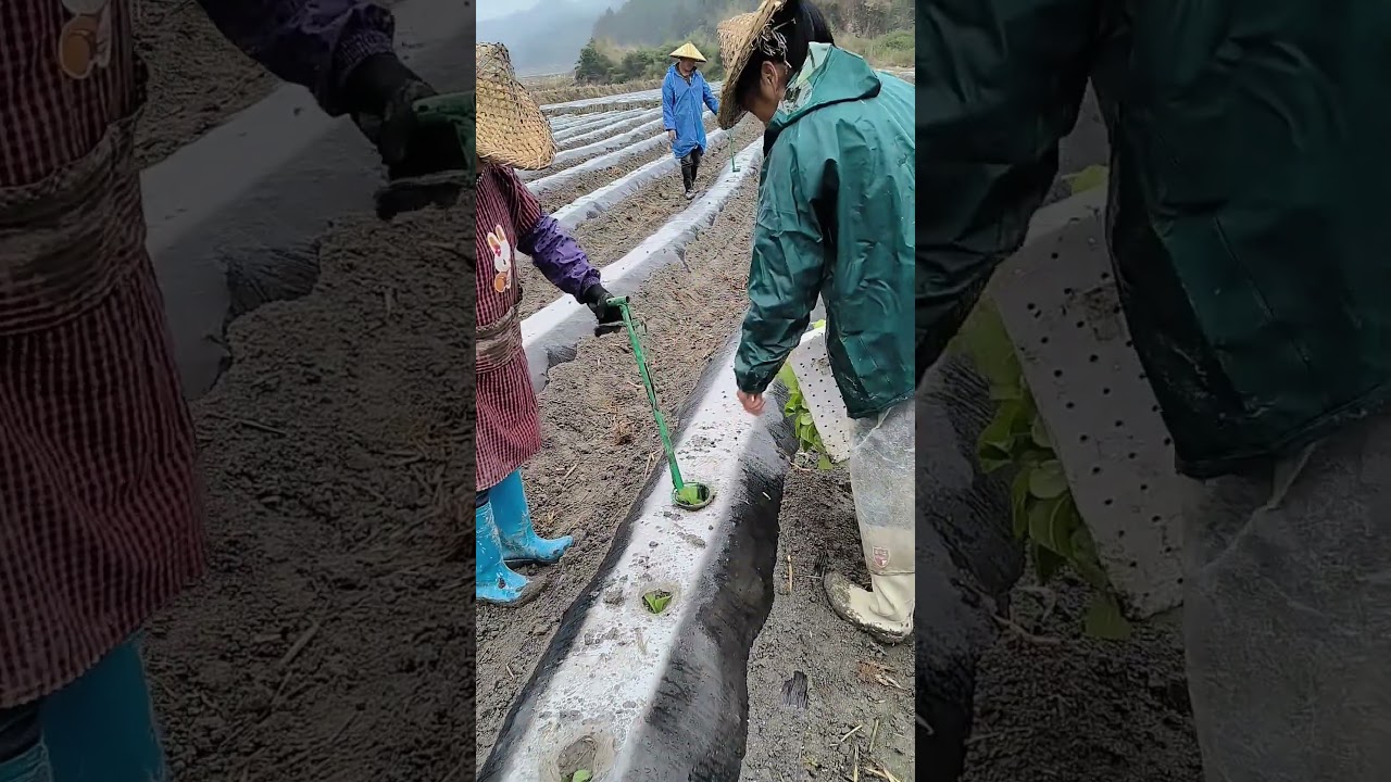 FABRICACI&Oacute;N DE CIGARRILLOS: EL LARGO CAMINO DE UNA HOJA DE TABACO AL PRODUCTO M&Aacute;S CONTROVERTIDO
