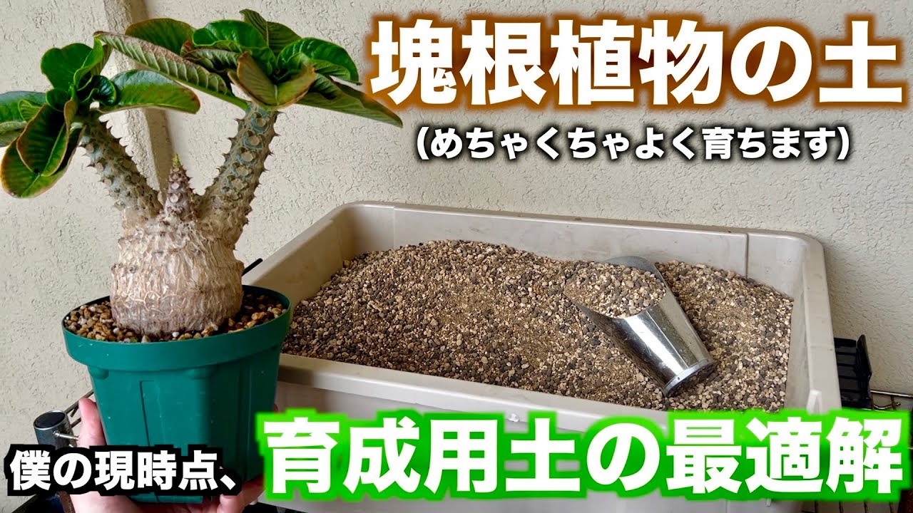 【塊根植物】うちで使用してる実生株用土、現地株用土を紹介します
