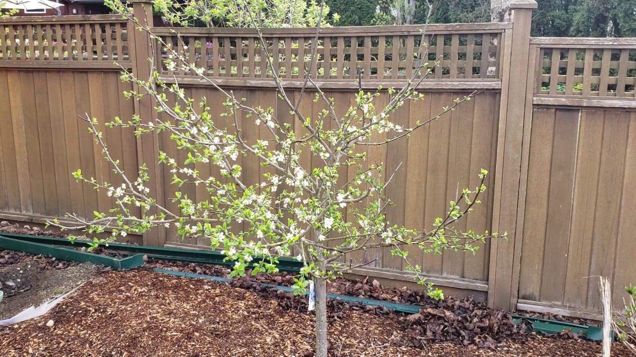 Spring Follow Up After Summer Pruning Young Plum Trees