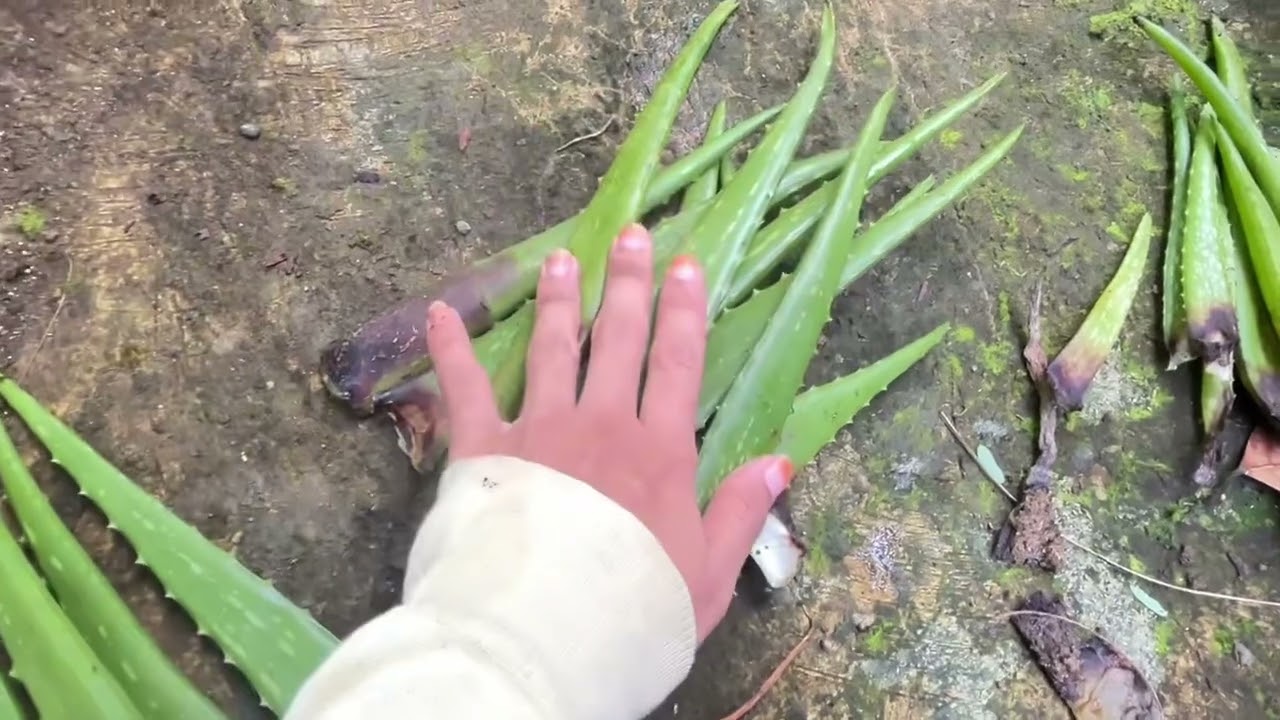 awasss ada buayaa 😱‼️ Tapi Buaya yg ini baik dan bermanfaat ya guyss 🥰👍