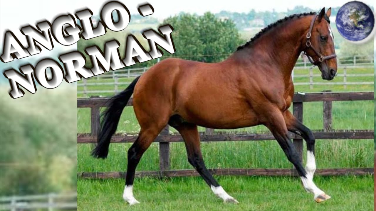 TOP Beautiful Anglo-Norman Horse in the World!