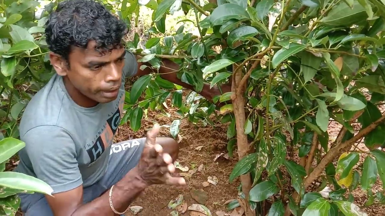 කුරුදු පැල තුනේ ක්&zwj;රමය අවු,1යි මාස 08 දැන් නුහුරු පාහිමු