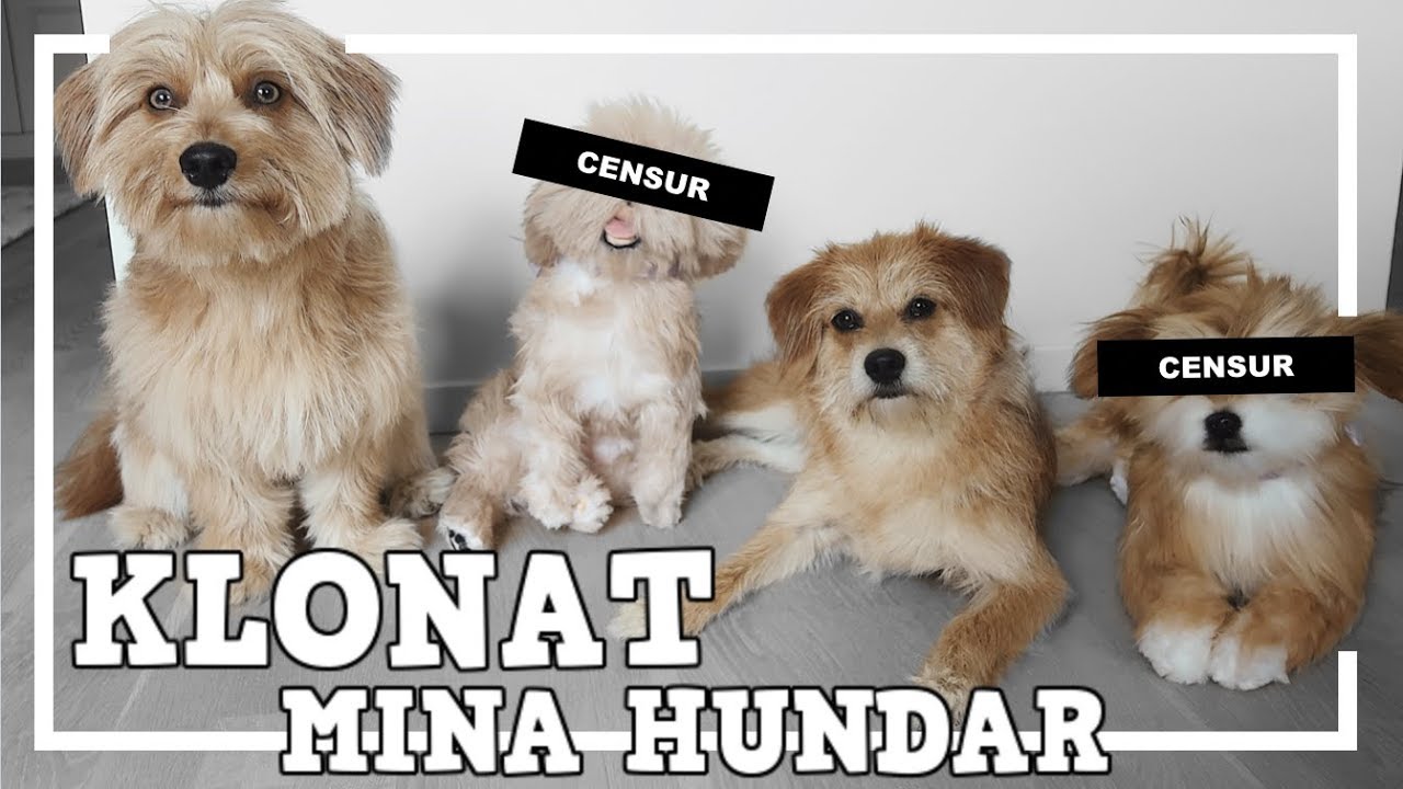 JAG HAR KLONAT MINA HUNDAR