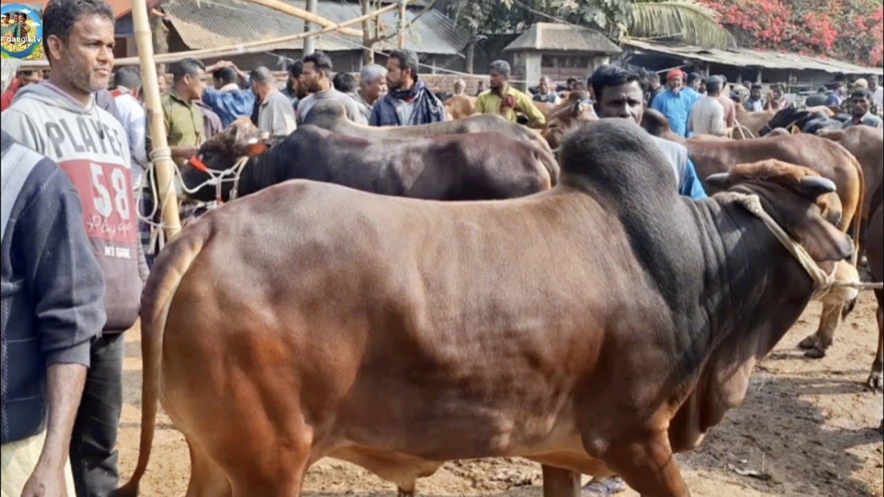 @ 24/1/2026|| চট্টগ্রামের খামারীর মাংসের ওজনে খামার উপযোগী ষাঁড় গরু কেনা কাহারোল হাটে||
