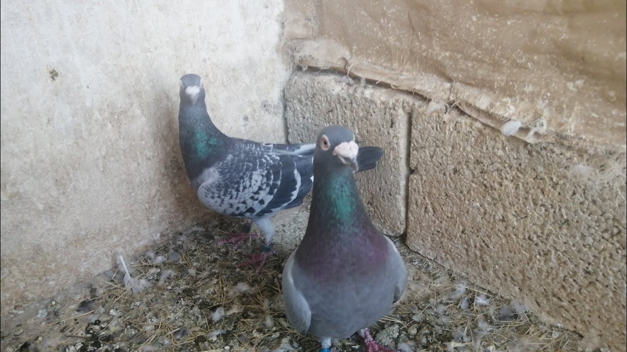The race pigeons are authentic race 2019