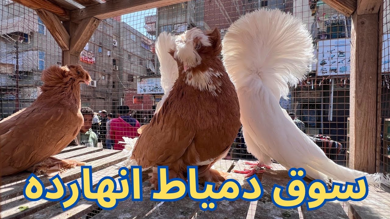 تعالو نشوف سوق الحمام انهارده فى دمياط 🤔