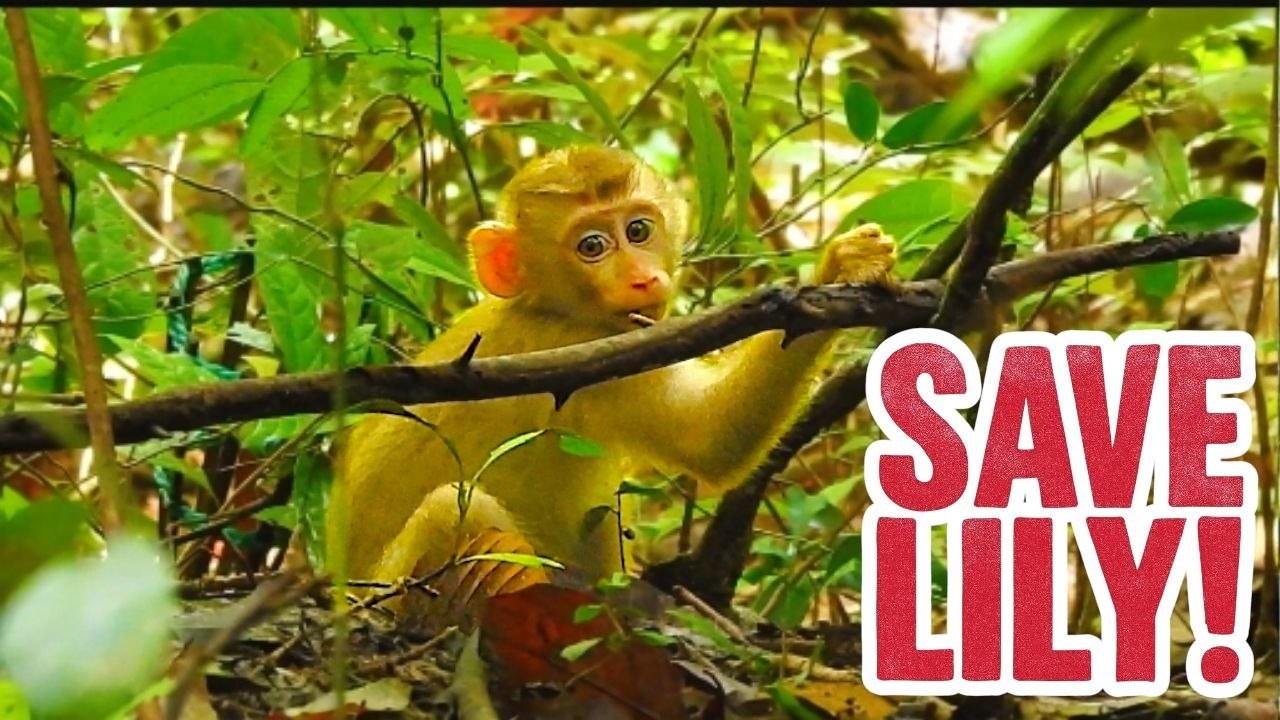 So, Touching! Baby Lily in Trouble | Pongo & Libby’s Jungle Bonding Story