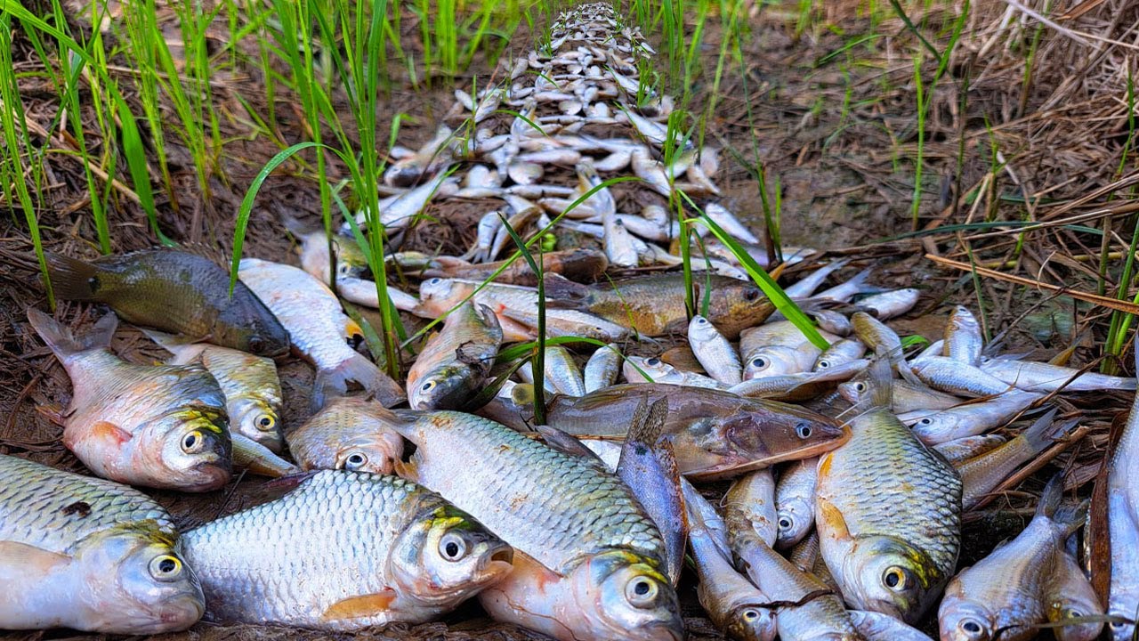 top amazing fishing skills - a fisherman catch a lot of fish & pick eggs duck by hand