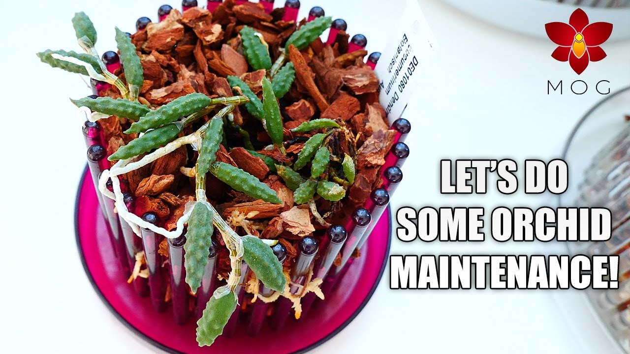 Orchid Maintenance #4 - Repotting sick Phalaenopsis, cucumber Orchid, Catasetums & more!