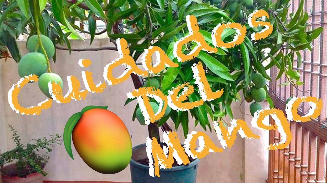 Cuidados de una planta de mango | Huerto Urbano Villarreal