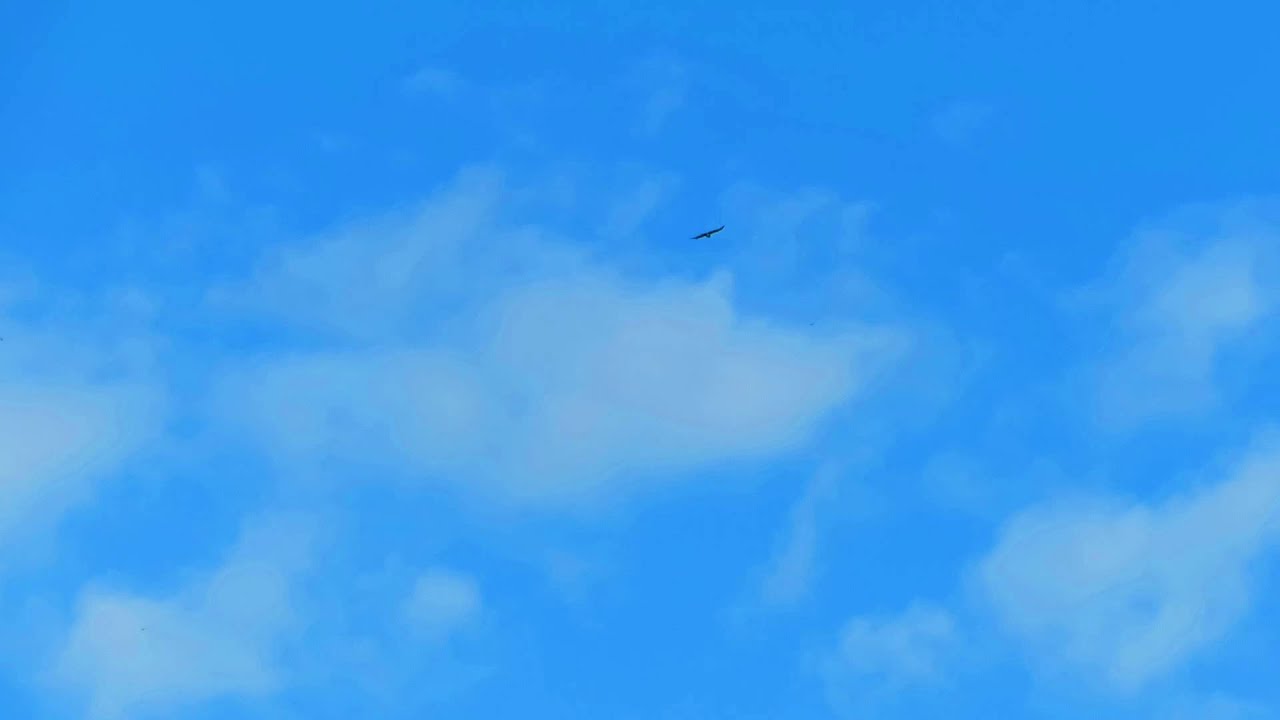 MVI 9006 young eagle learning to soar 8-27-14
