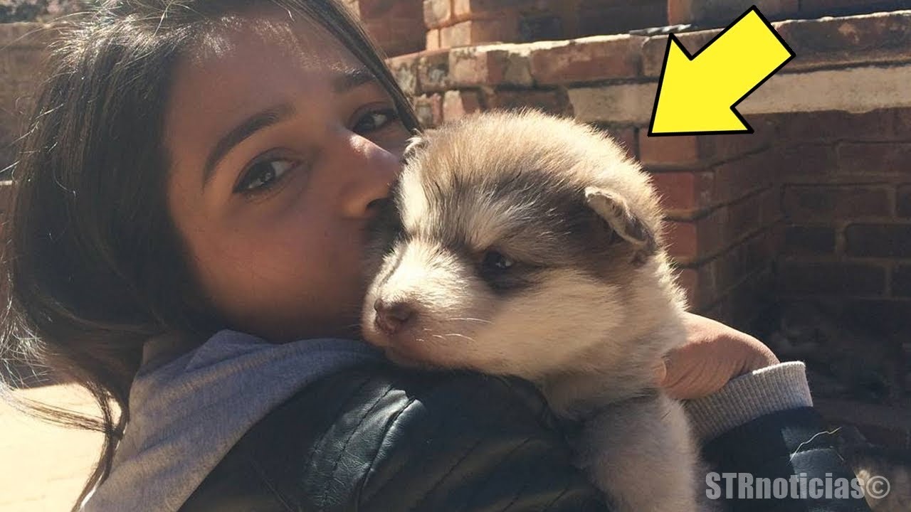 Mujer llevó un diminuto y adorable perrito a su casa, pero cuando mira en que creció quedó aturdida.