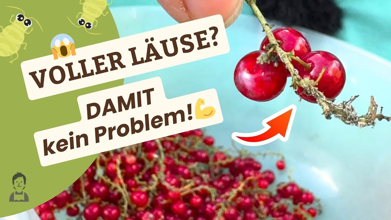 Läuse-Schock bei der Ernte? So kriegst du sie runter!💡4 Hausmittel