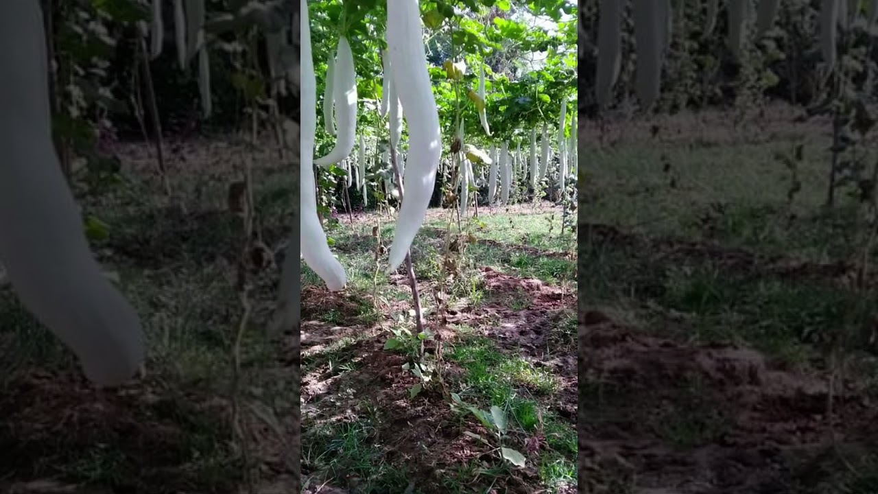 #keralafarm #keralafarming #natural #keralafarmers #shortvideo # snakegourd #shortvideo  #shorts