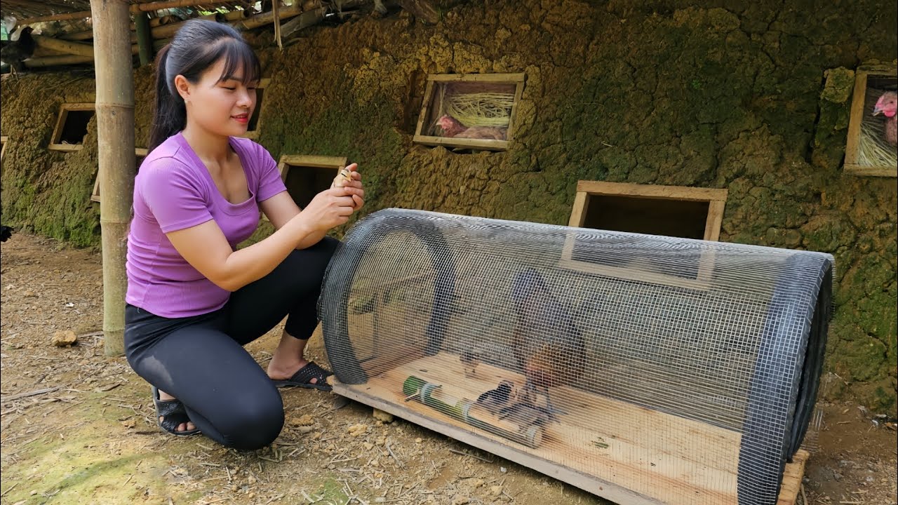 FULL VIDEO: Making a New Home for Mother Hens and Chicks | the free life of an 18 year old girl