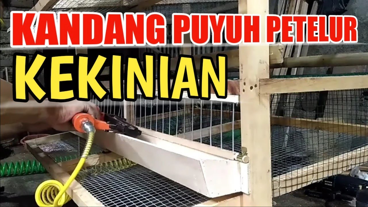Cara membuat KANDANG PUYUH petelur kekinian