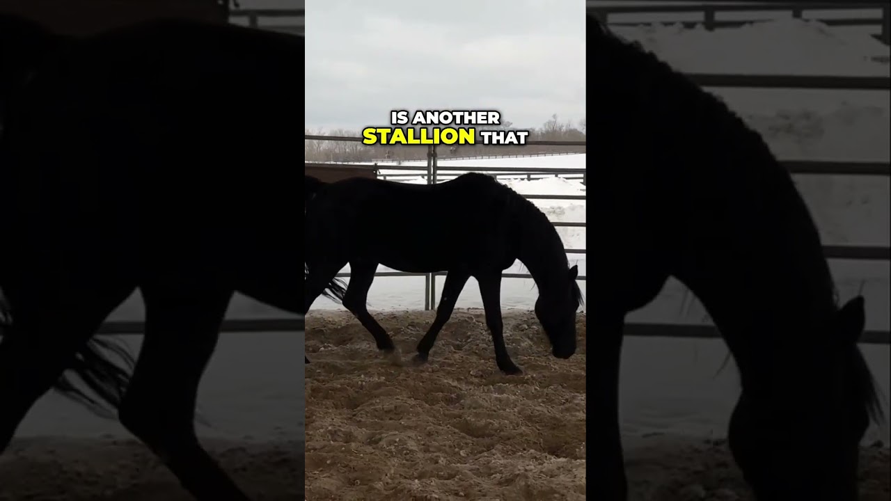 Understanding Stallion Behavior: Key Riding Insights