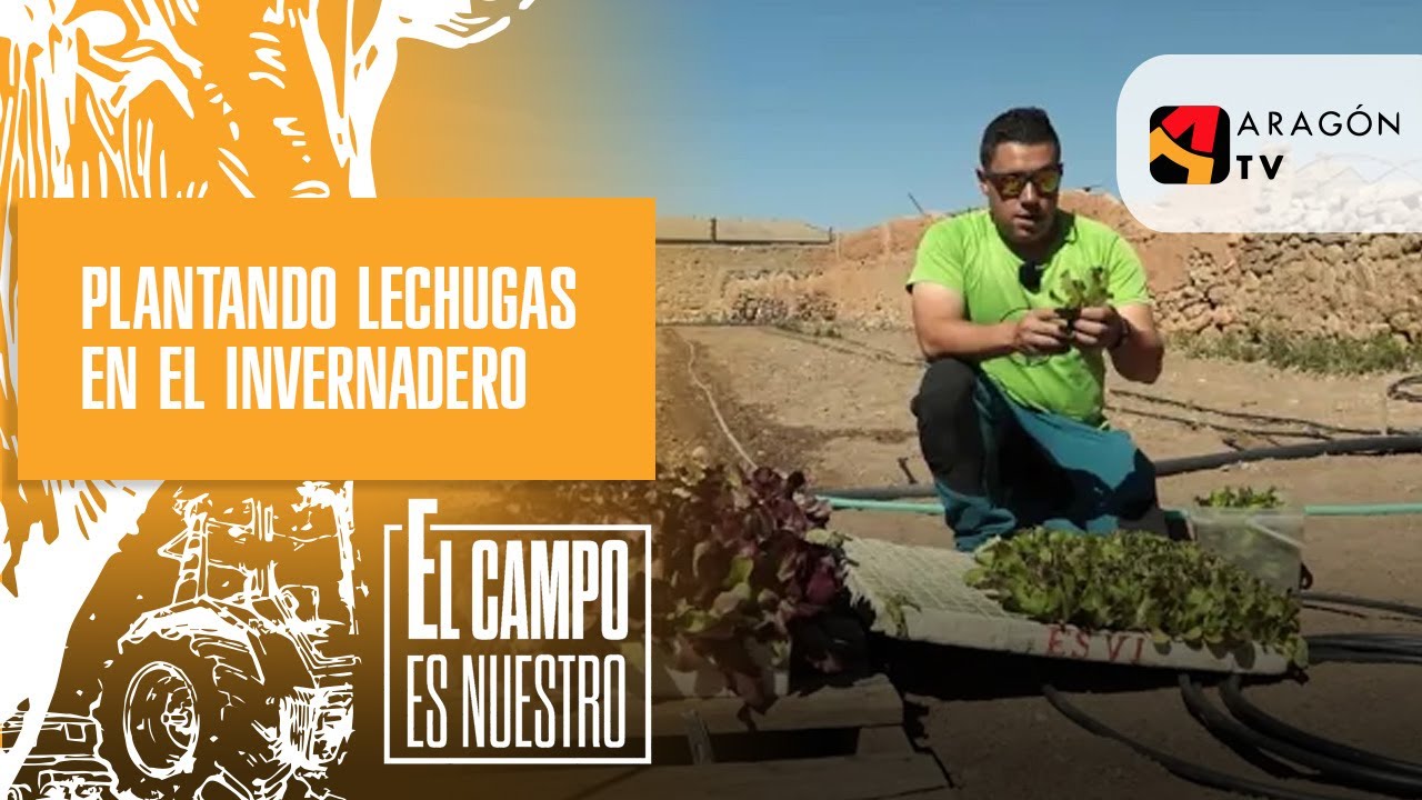 Plantando lechugas en el invernadero