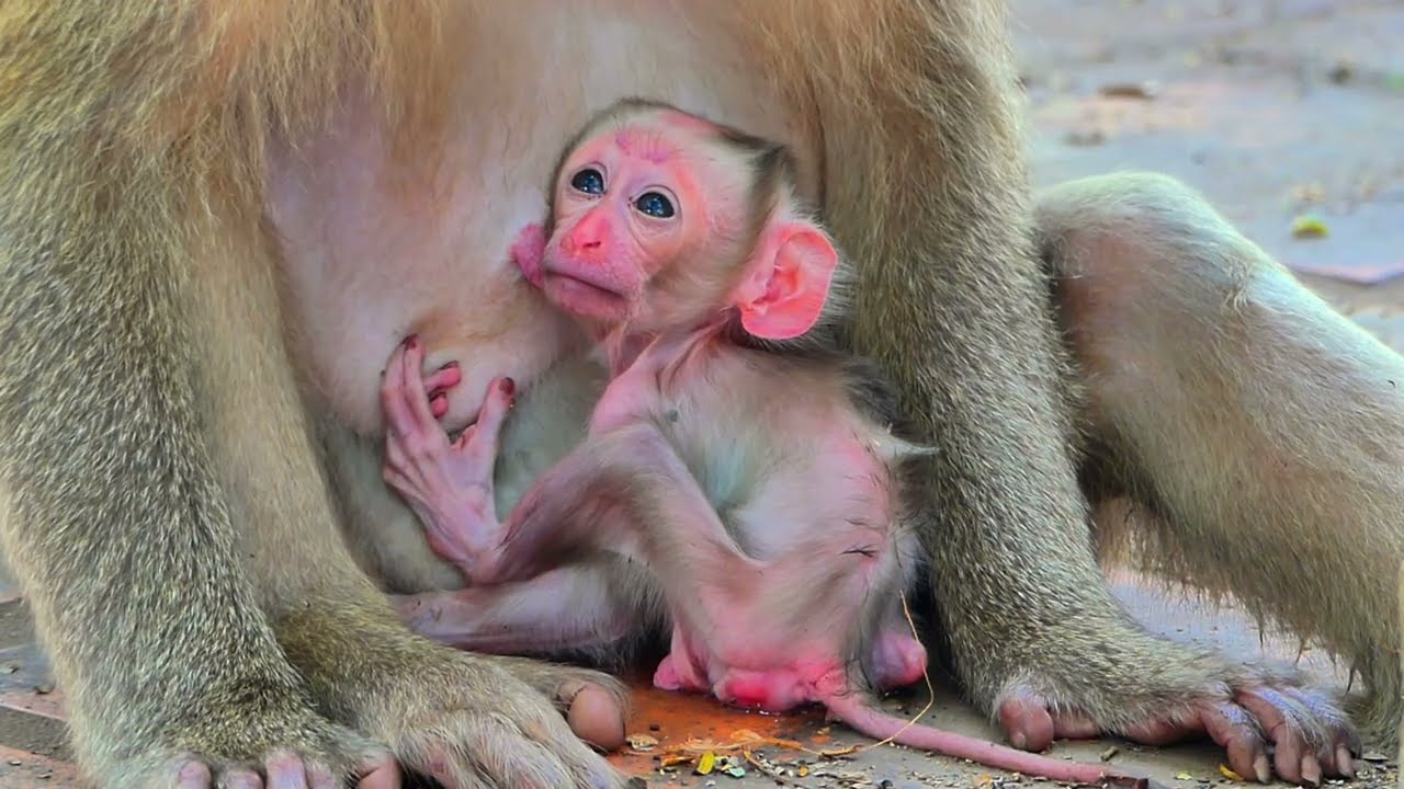 Hungry Baby Monkey Cries Loudly for Mom&rsquo;s Milk
