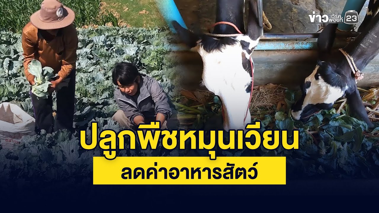ปลูกพืชหมุนเวียน ลดค่าอาหารสัตว์