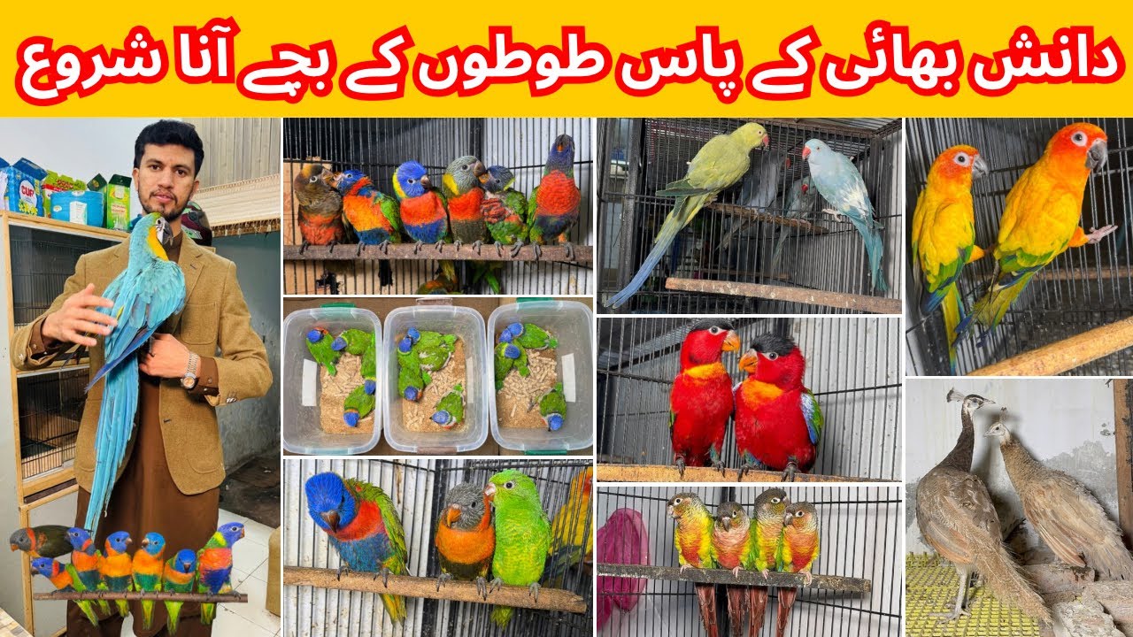 Birds Market Multan 04 January 2026 |Madni Birds Shop | Malik Danish | Handtamed Parrot Shop |