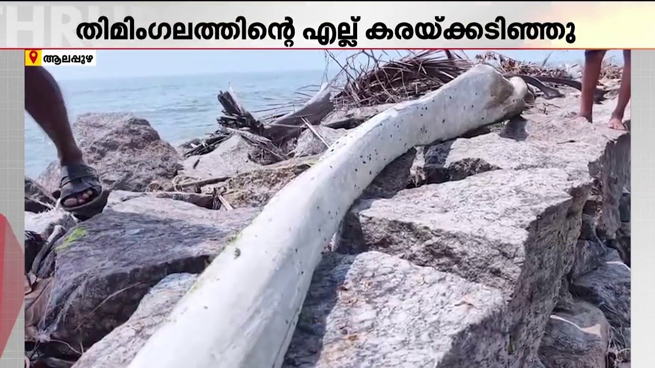 തിമിം​ഗലത്തിന്റെ എല്ല്!! ആലപ്പുഴ തീരത്തടിഞ്ഞത് തിമിം​ഗലമല്ല, തിമിംഗലത്തിന്റെ എല്ല് | Whale Bone