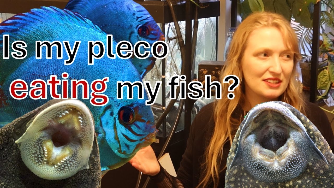 Влияет ли рашпиль плеко на других рыб? Биолог, изучающий плеко, анализирует #плеко #плекостомус