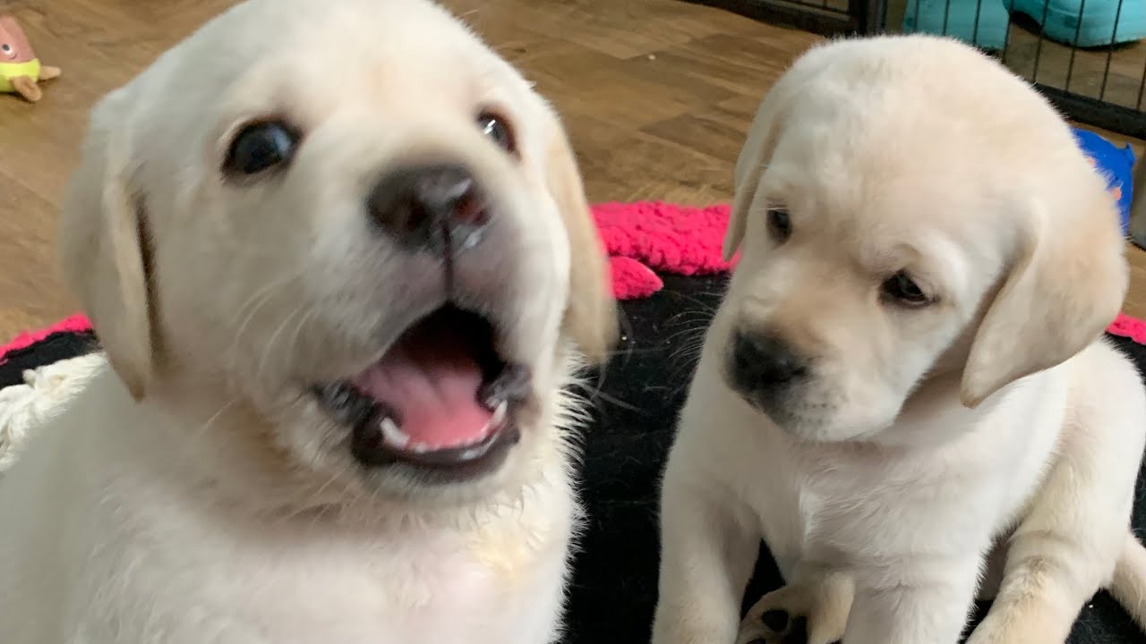 LIVE PUPPY CAM! Adorable Lab Puppies in their Play Room livestream