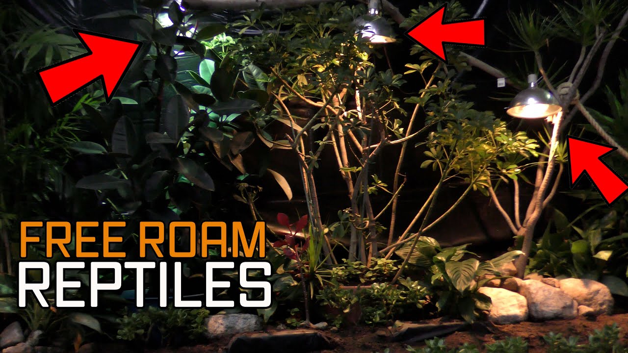 Each heat bulb is a Dominant LIZARDS TERRITORY... FREE ROAM reptile room tour.