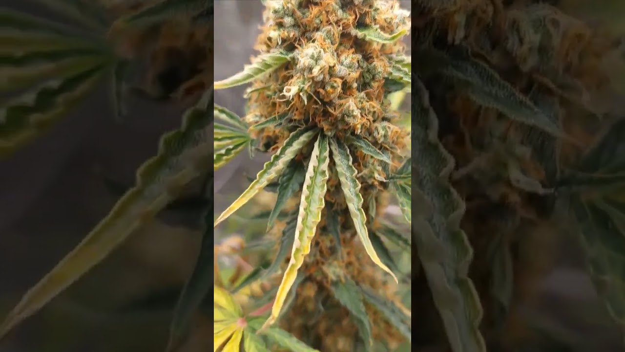 Do-Si-Dos day 39 Flower #ouid #cannabiseducation #tokers #maryjane #phonk #weedman