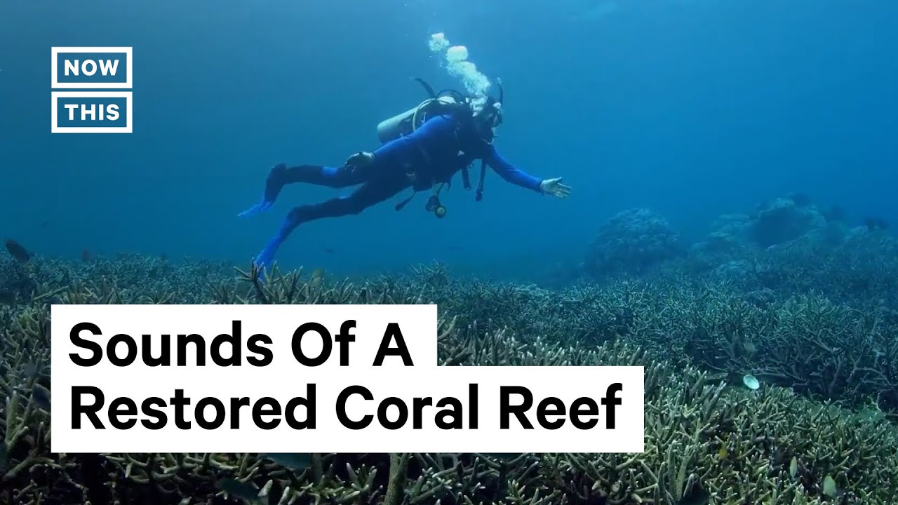 Here's What A Healthy Coral Reef Sounds Like