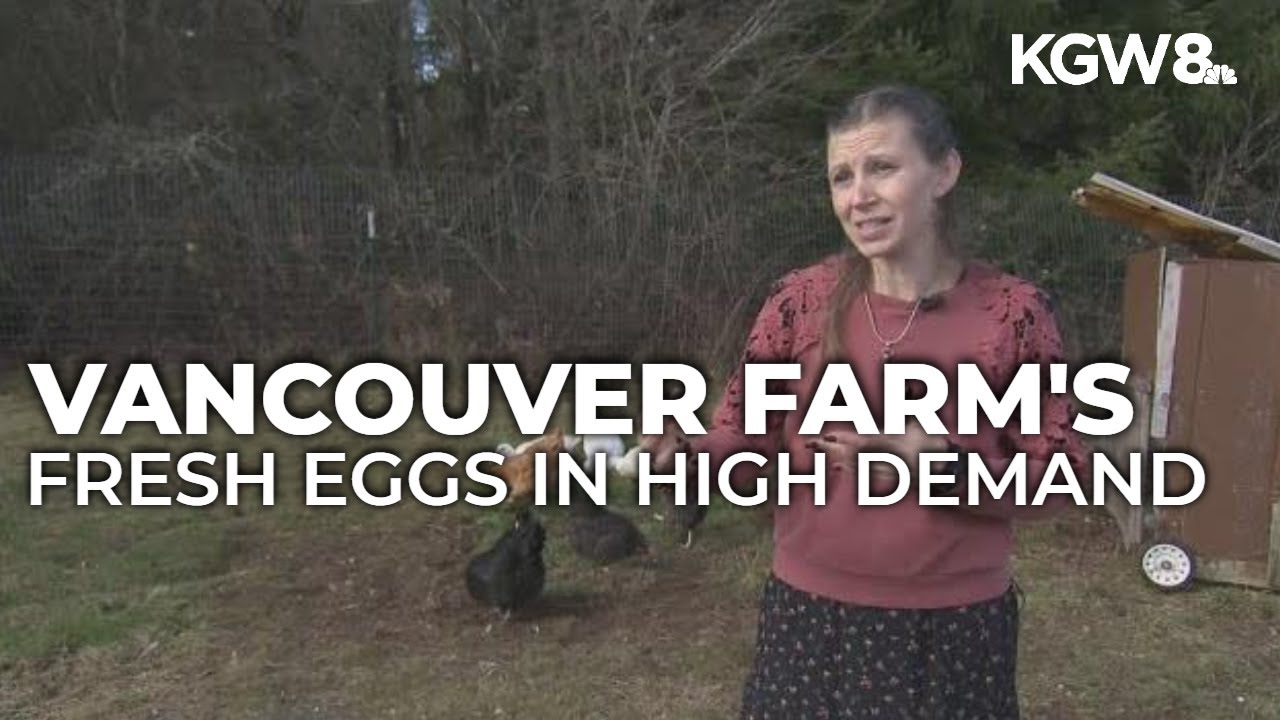 Fresh eggs sell out fast at Vancouver farm amid price hike