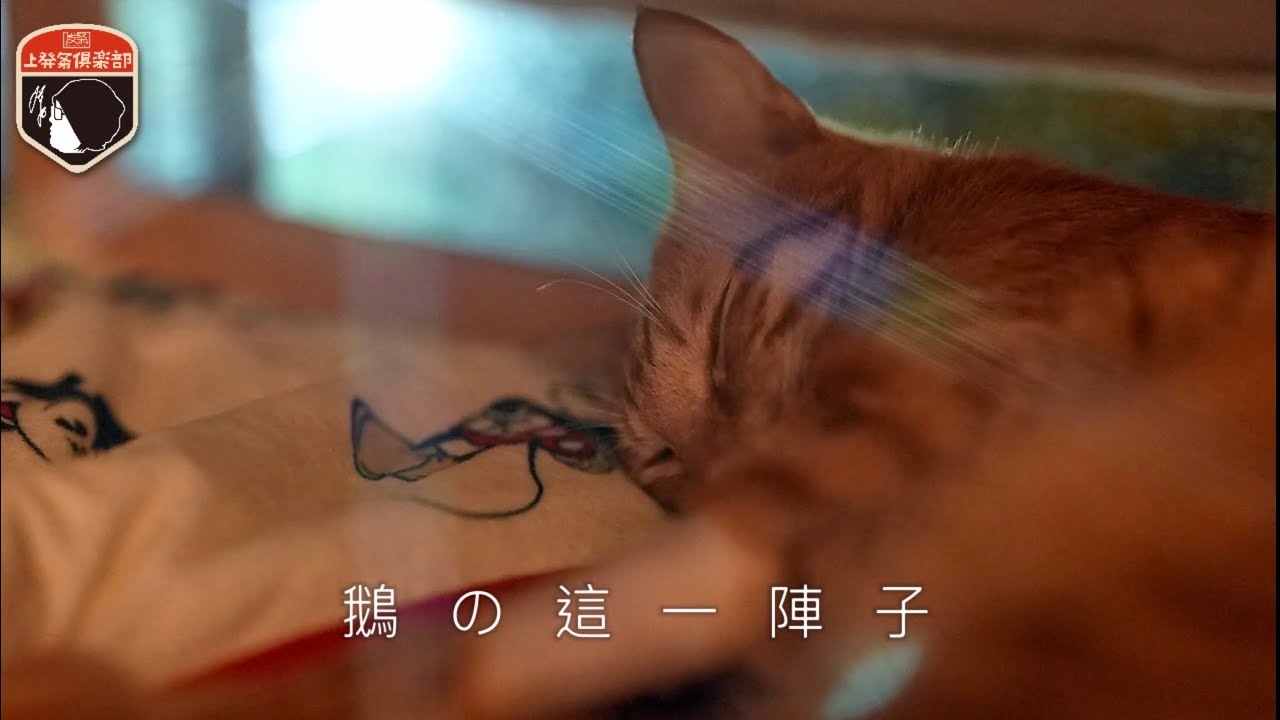 鵝の這一陣子