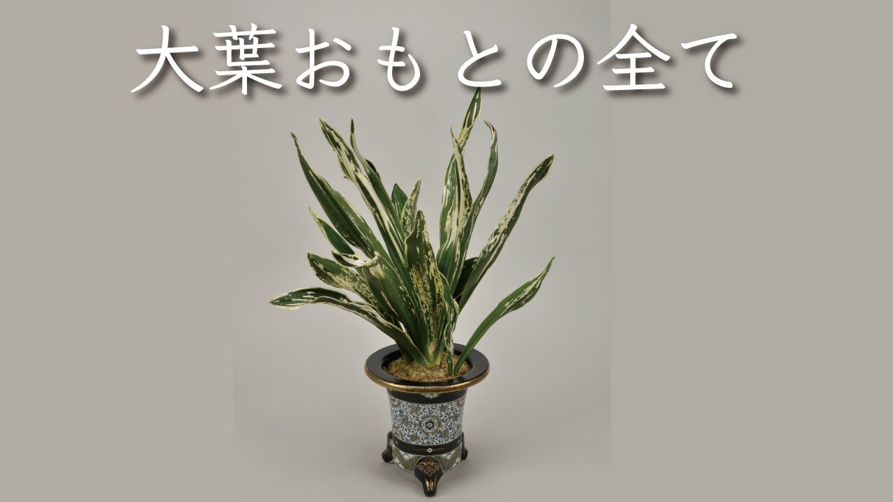 〜大葉おもとの全て〜/日本一位が解説！