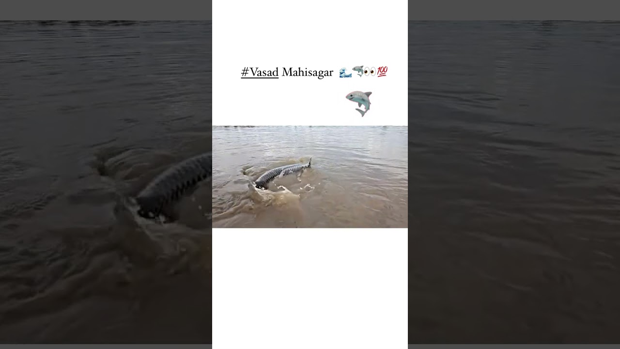 #Mahisagarriver 🌊🌧️ vasad #mahiriver #fish #viral