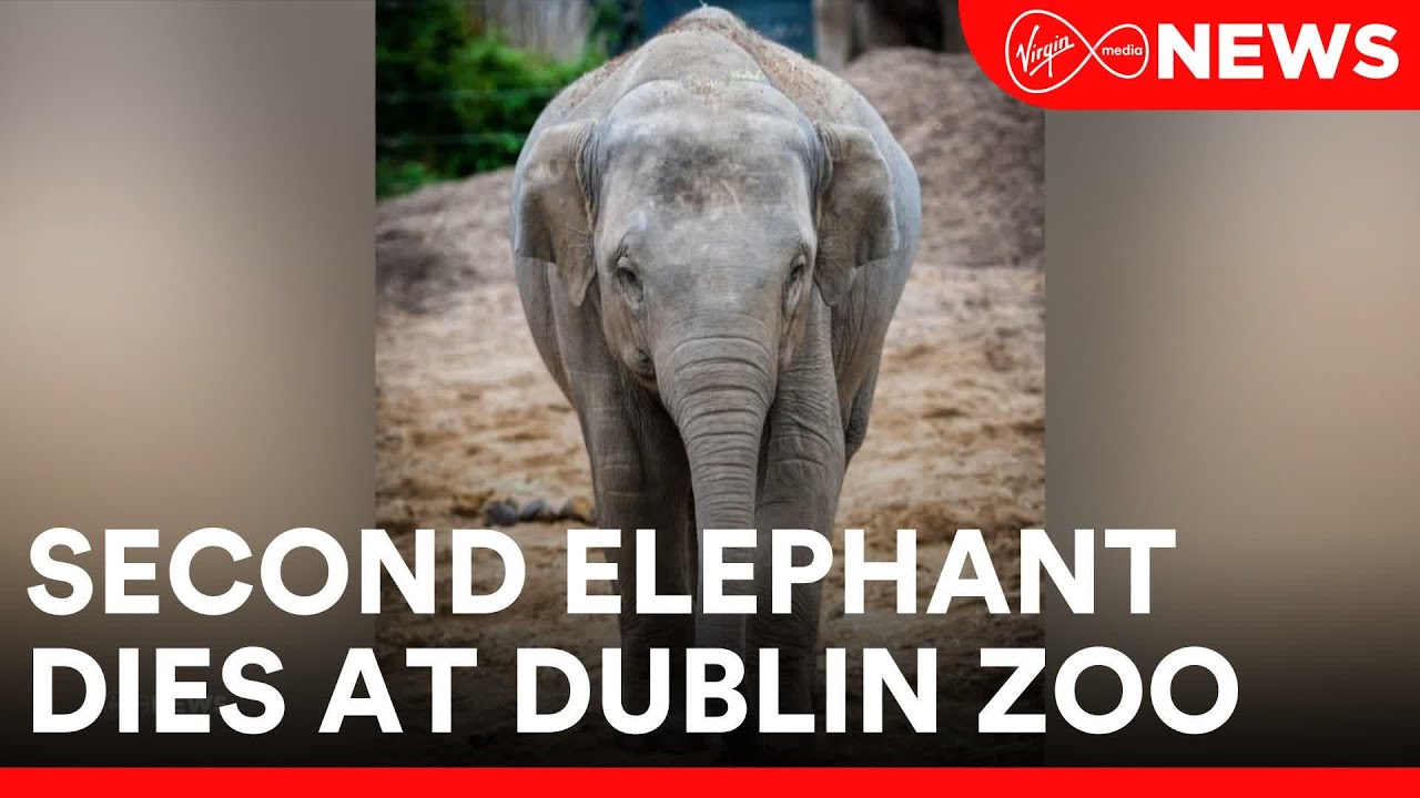 Dublin Zoo has announced the death of a second elephant from a virus, seven-year-old Zinda