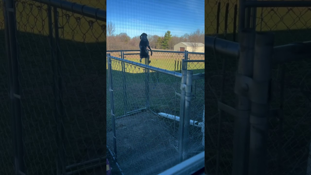 What is it like to have a German Shorthaired Pointer?#gsp#fyp #funny #pet #cute #foryoutube
