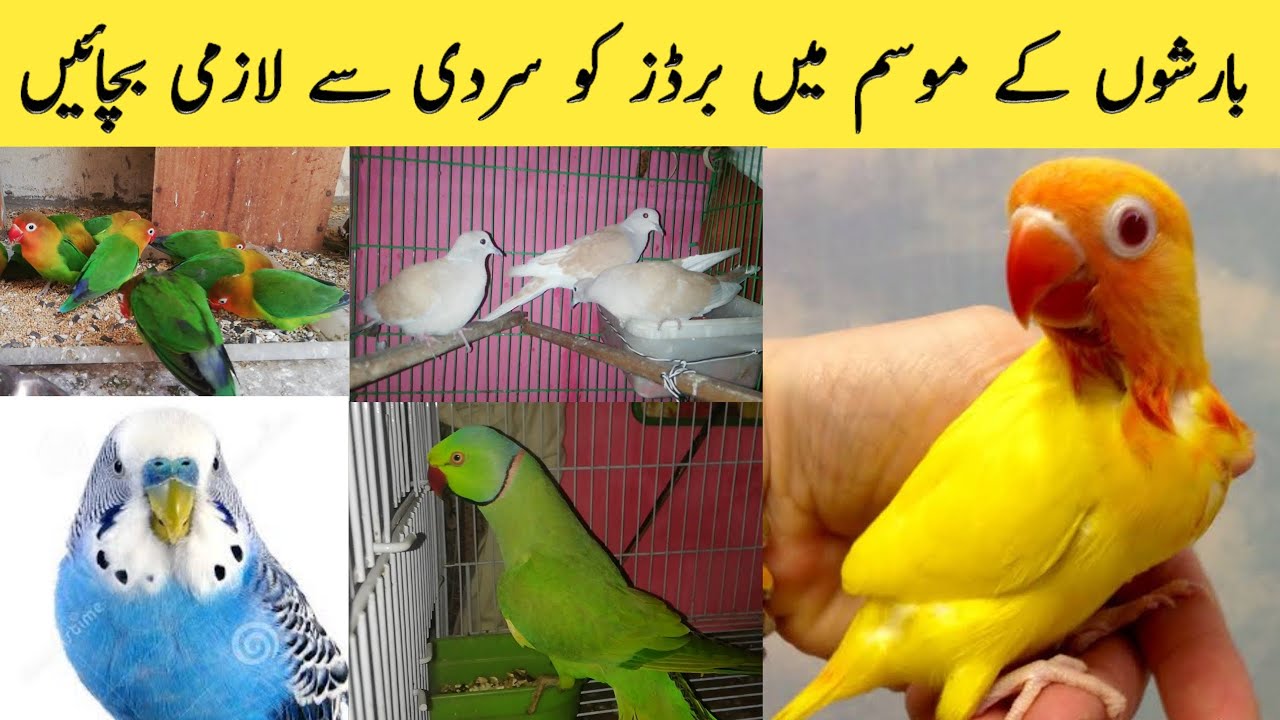 How to save birds from cold? | Budgies parrots information|