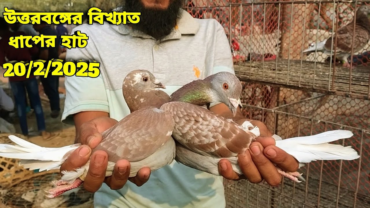 কবুতরের দাম দর-২০২৫||ধাপের হাট বগুড়া||Dhaper Hat Bogura-2025||#viralvideo