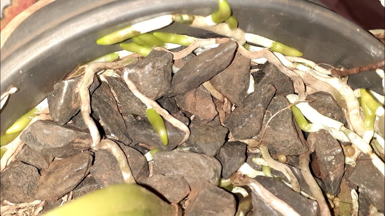 Enraizamento de orquídeas na pedra brita