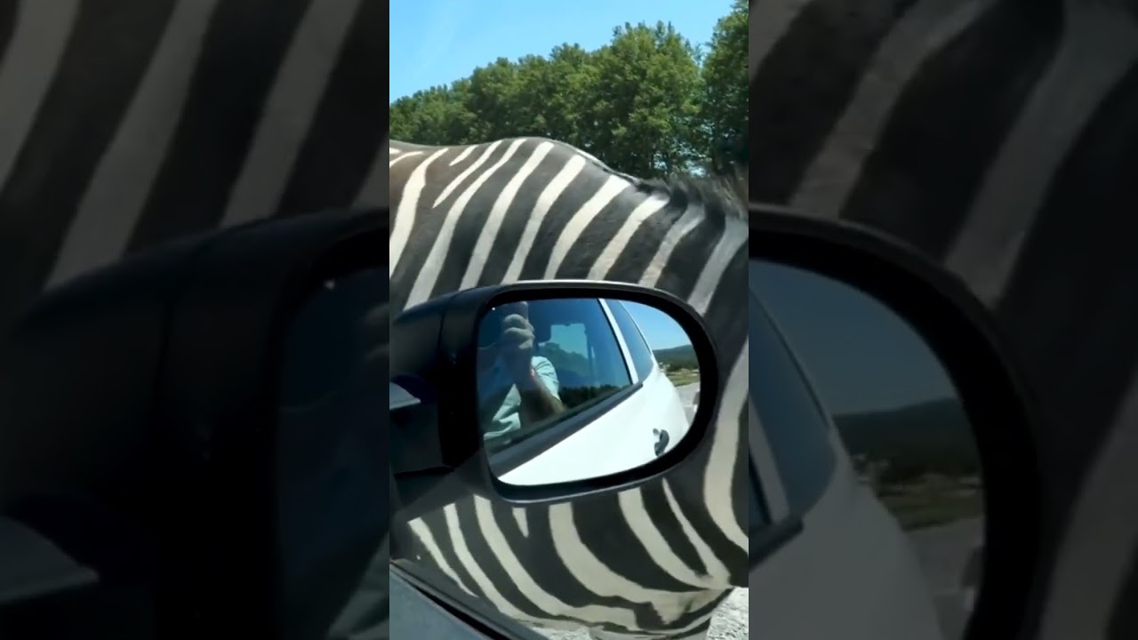 🦓 zebra walking in road.