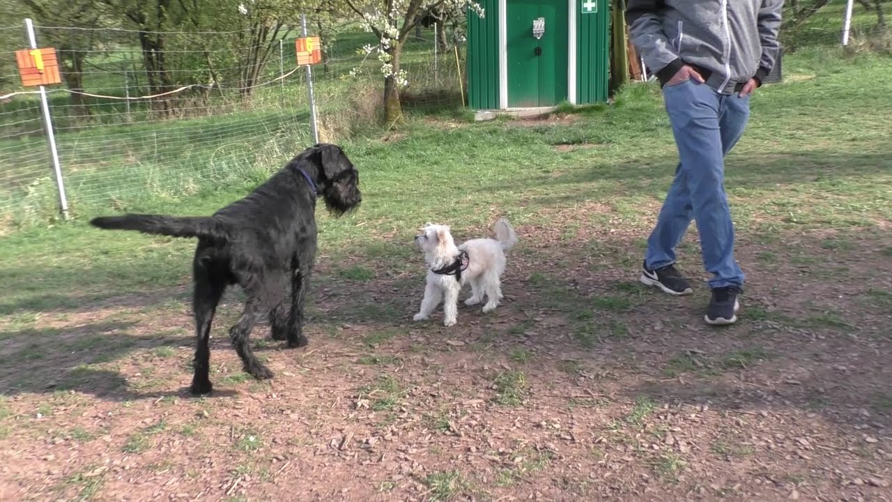 Körpersprache der Hunde Staffel 4 Teil 1
