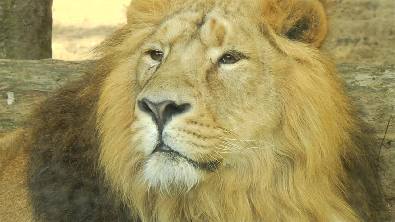 Samec lva indického na čas odcestoval z Ostravy do Zoo Praha