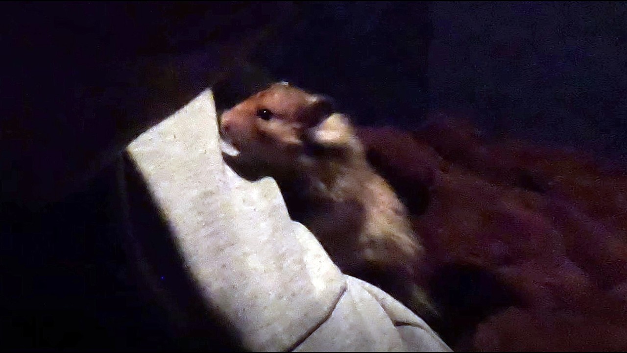 HAMSTER