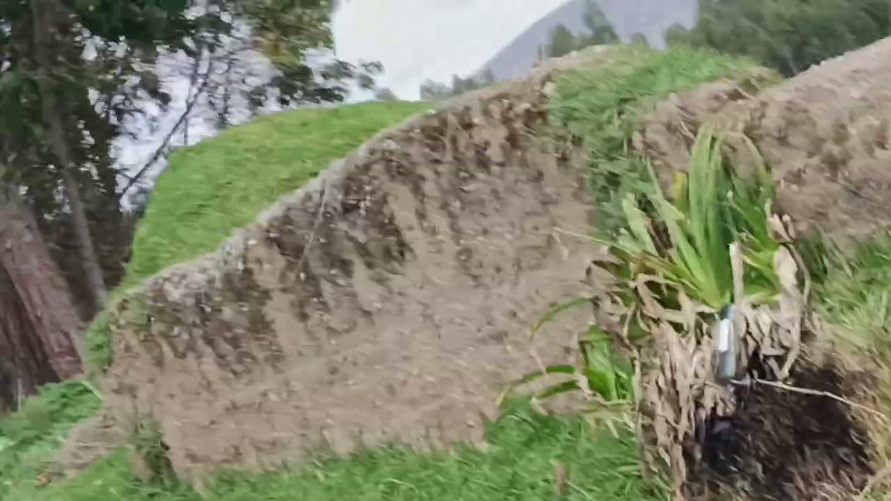 Adiós perreneitor 