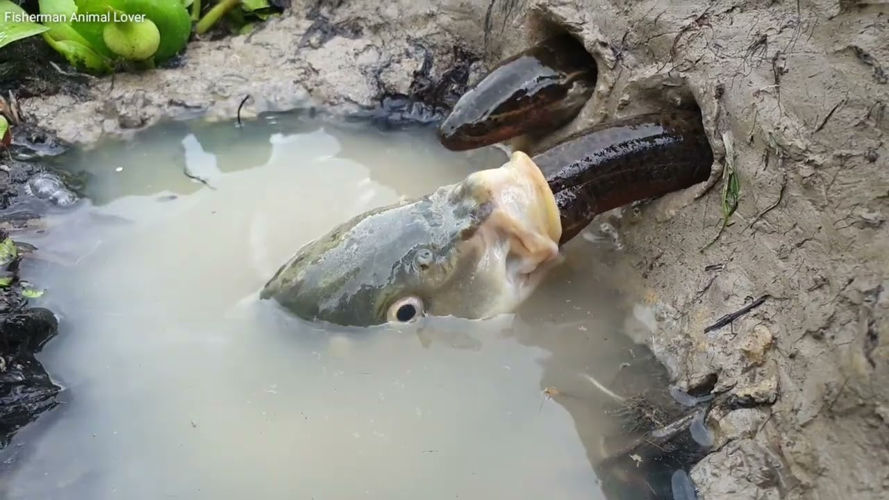 Unbelievable Hunting Style. Top Fish Vs Eel Hunting 2021. Underground Fish Come Out and Eating Eel.