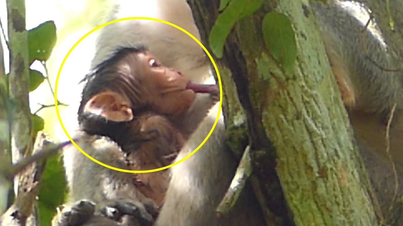 Wow! So Amazing! Newborn Female Of Baby JANE Monkey Very Activity Of Milk So Adorable Baby Monkey.